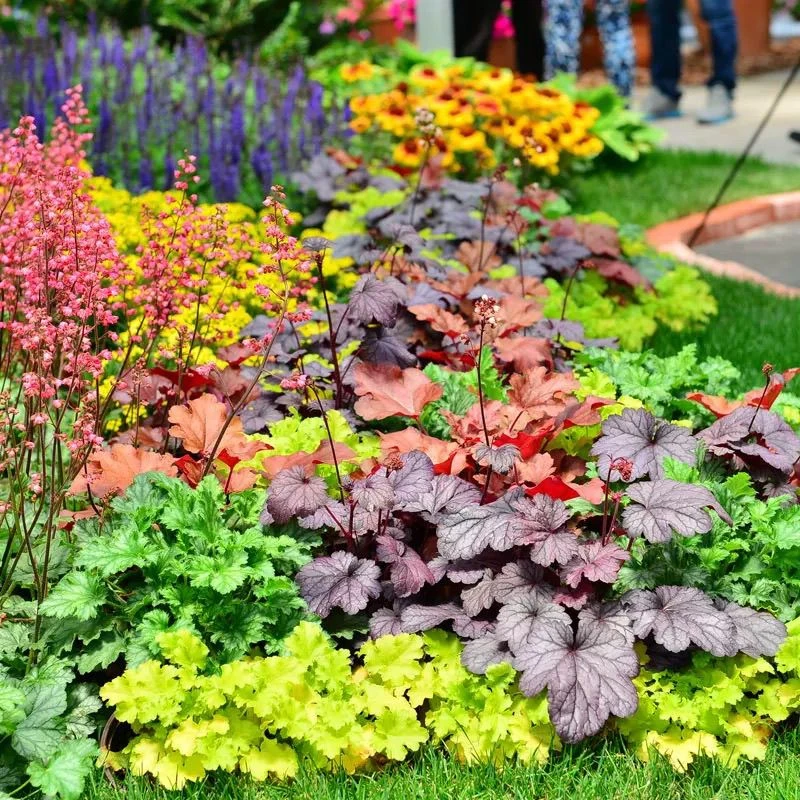 矾根花苗盆栽耐寒耐热观叶植物庭院四季宿根花卉