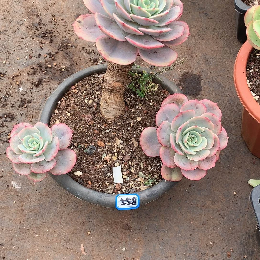 558白雪 一物一拍多肉