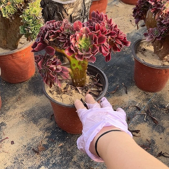 燕***站美杜莎不大呀叶片虫咬