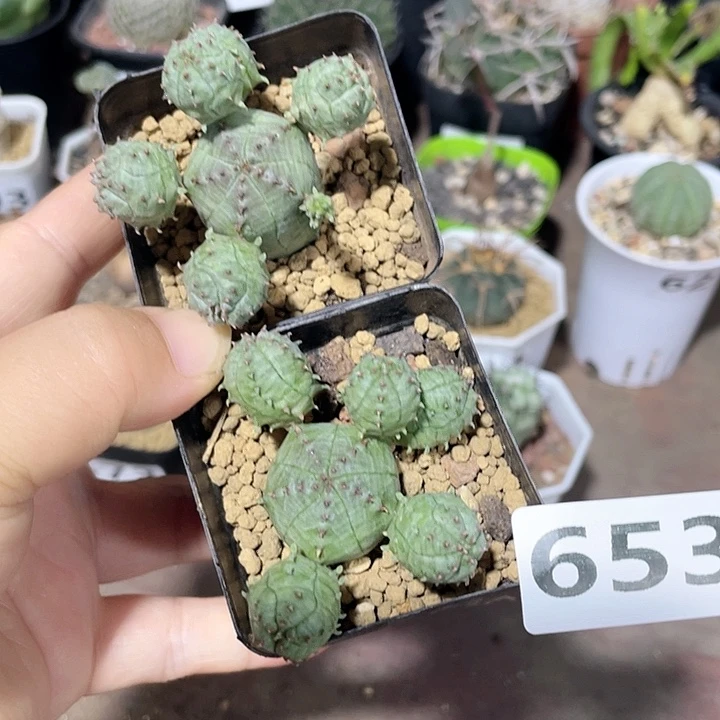 653子吹布纹球2颗