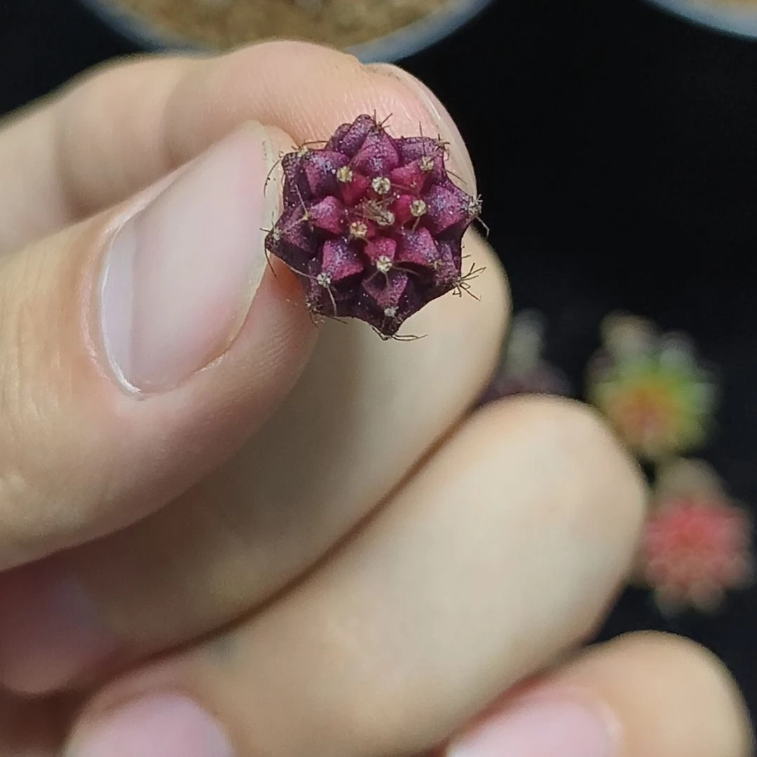 实生米哈锦冠幅1.5厘米左右15