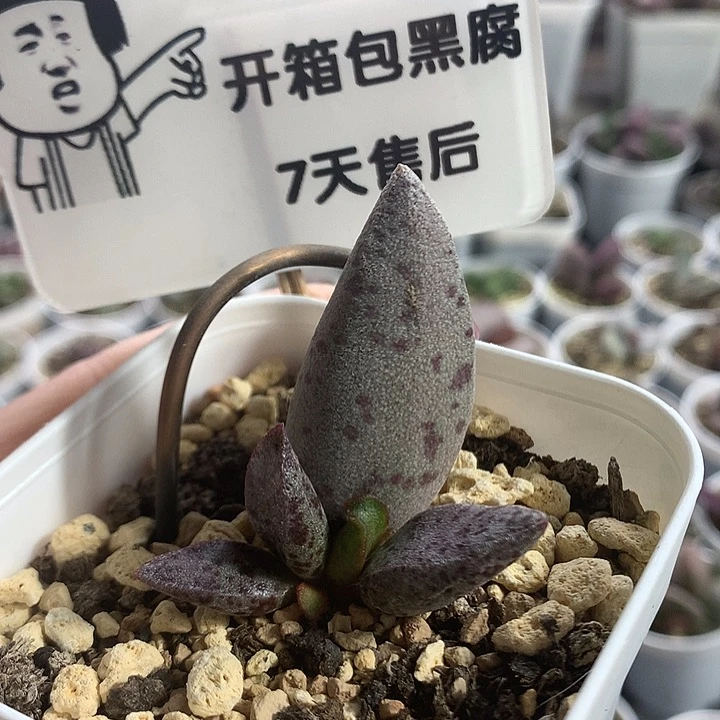 圣诞糖果—专拍专拍