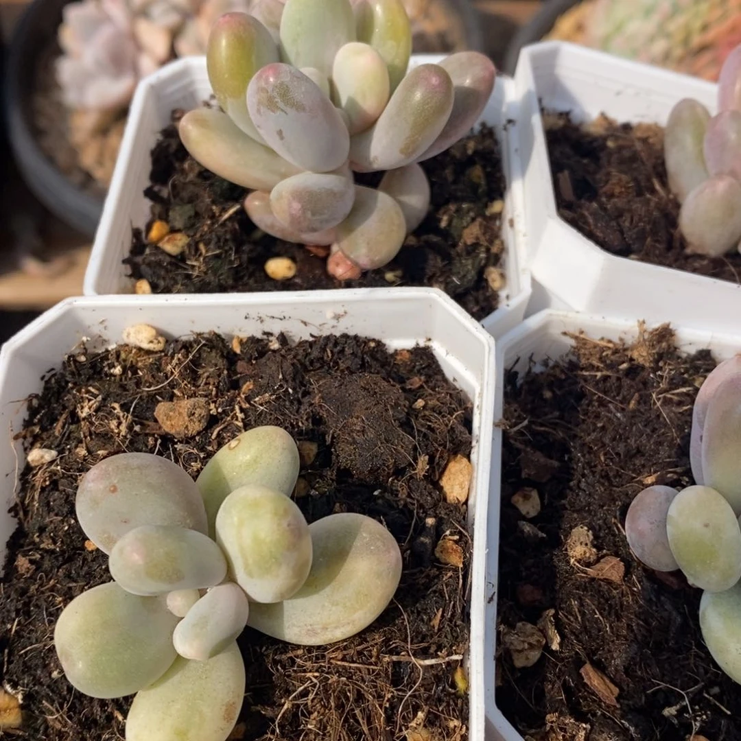 ༺****༻奶酪锦多肉植物