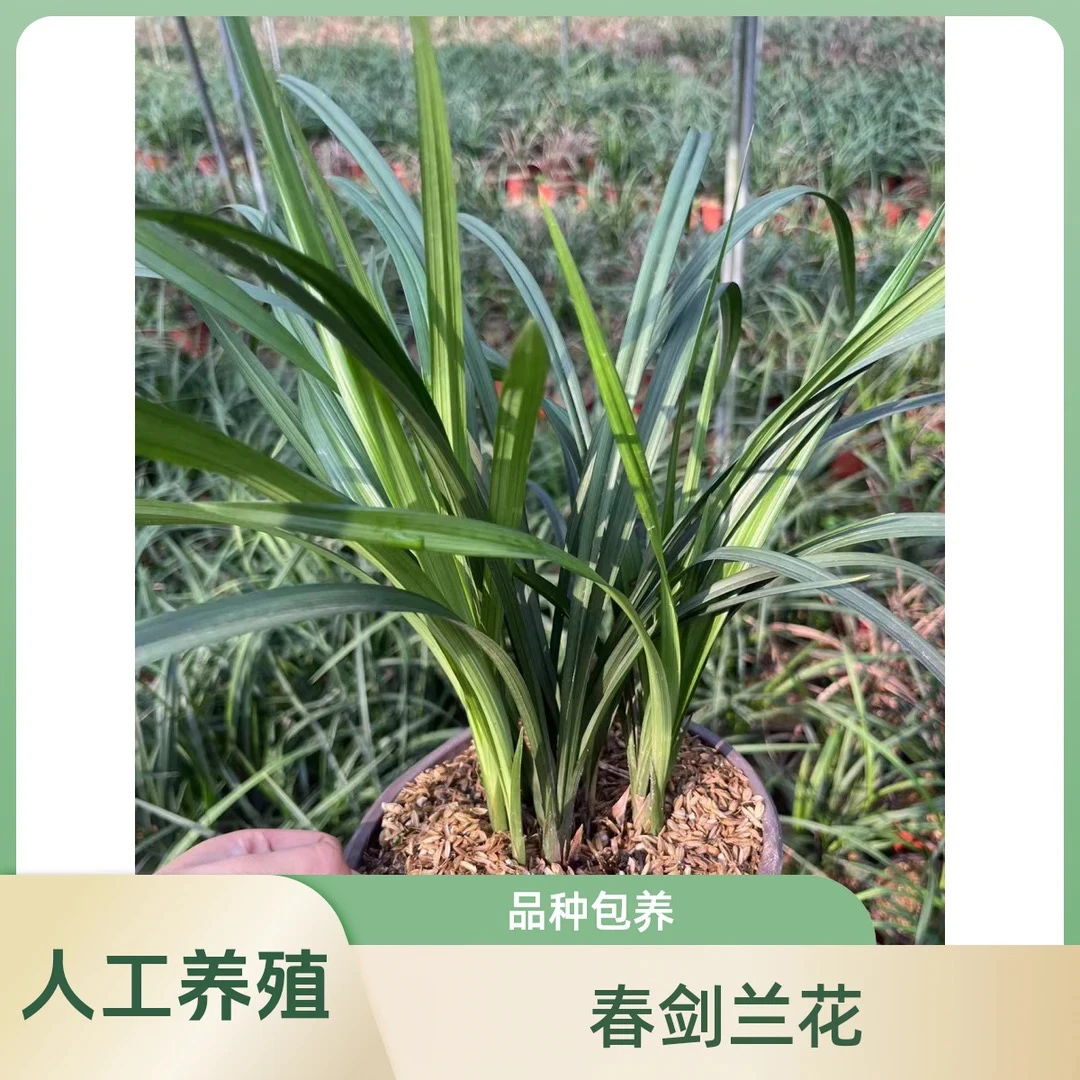 人工栽培种植兰花无品牌