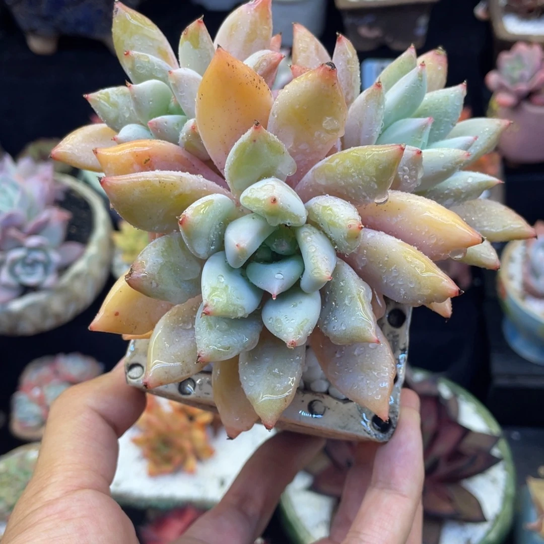 哥特杂多肉植物盆栽多肉植物