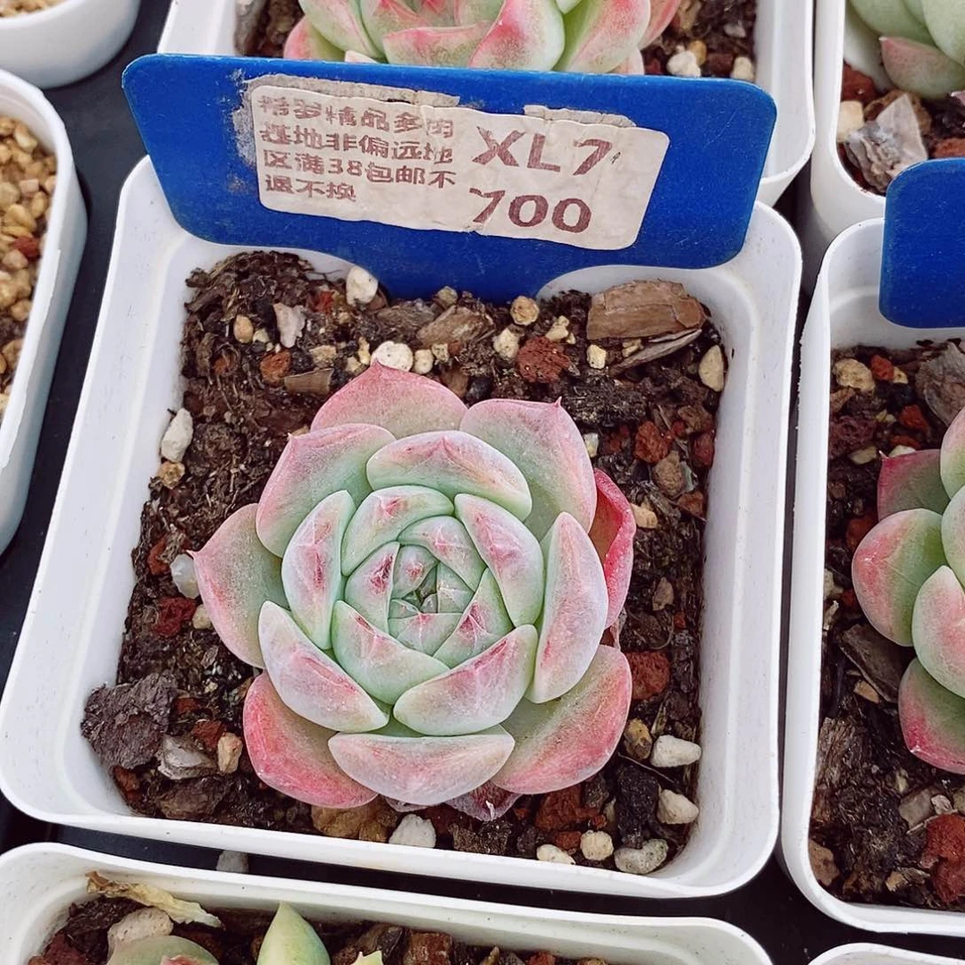 樱花5cm多肉植物