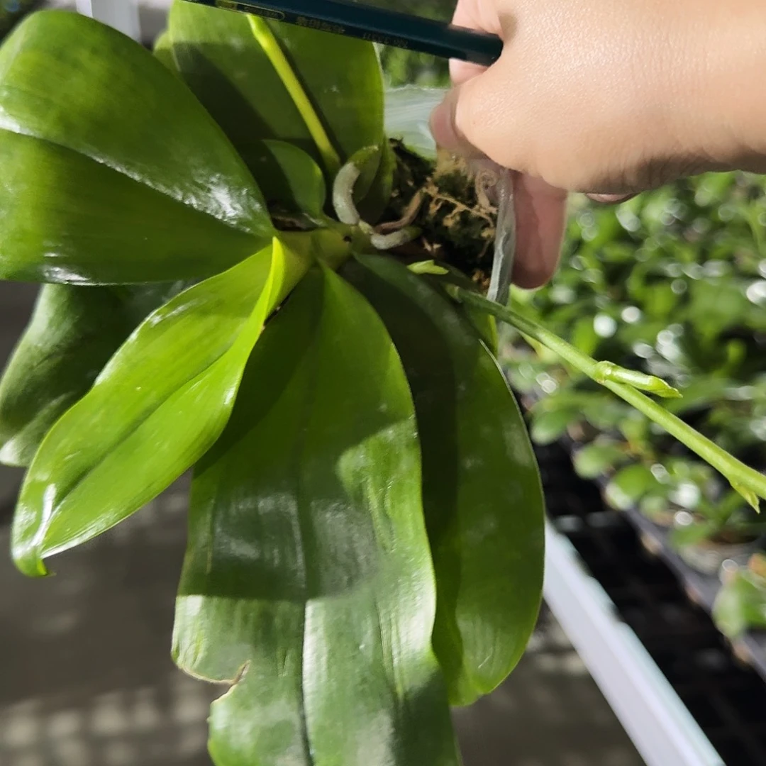 完全开放安***菜原生福利