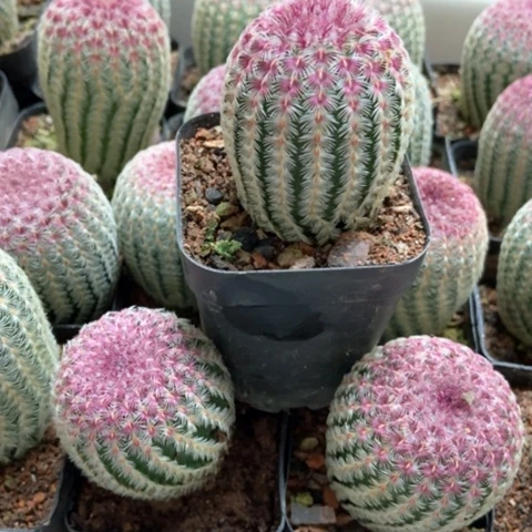 三盆花太阳仙人球9米仙人球