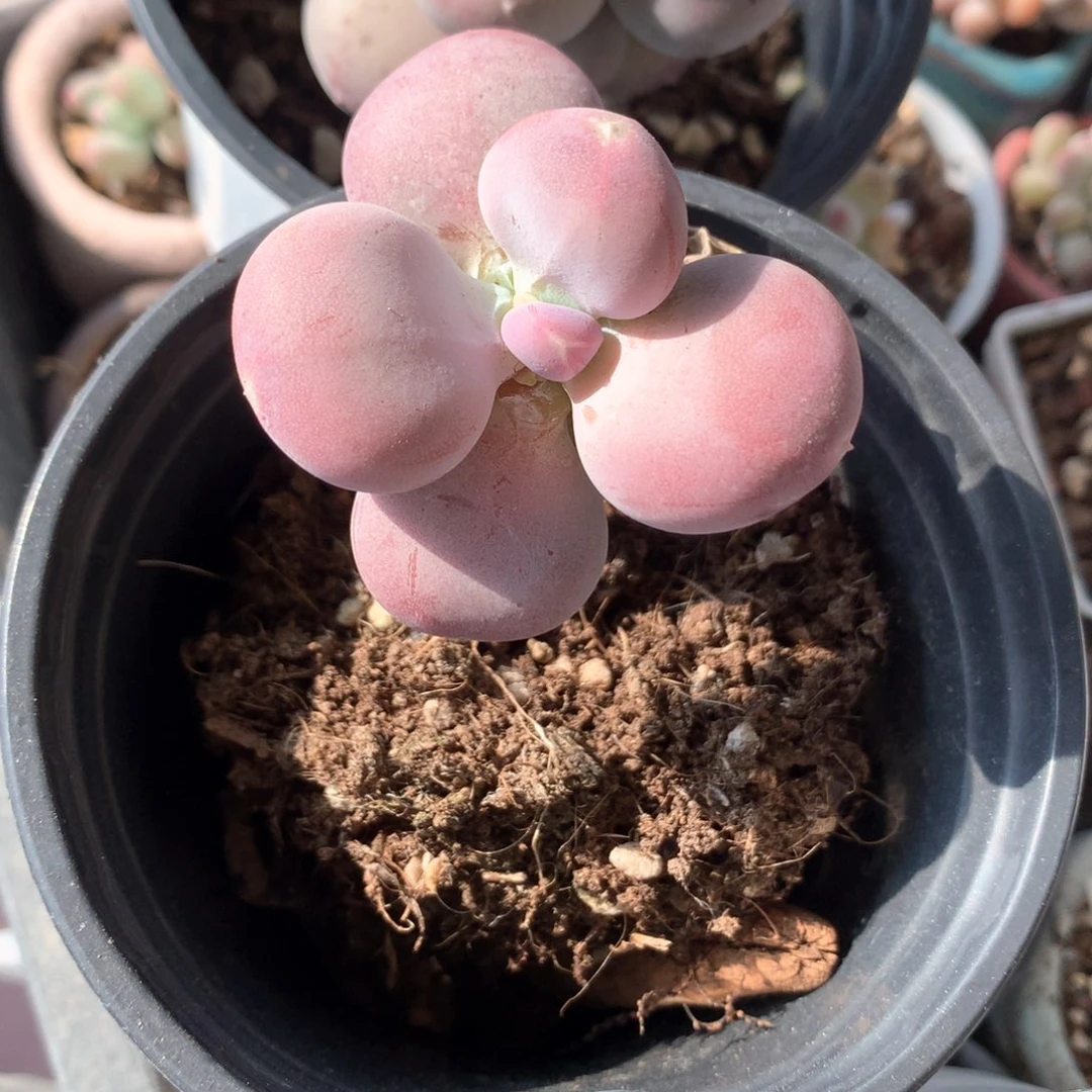 小屁桃奶酪多肉。