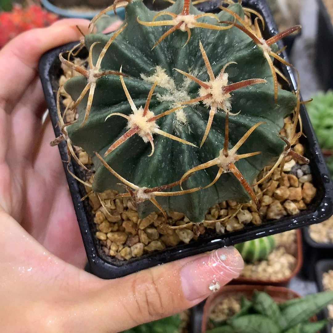 当前无花栽培后可以开花实生根卷刺凌波