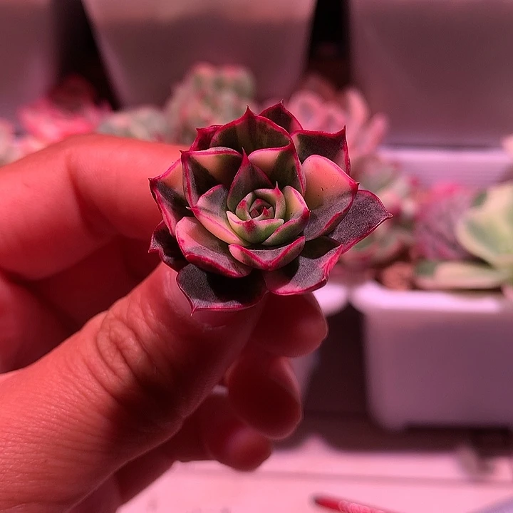 斗牛士锦锦锦锦锦锦锦