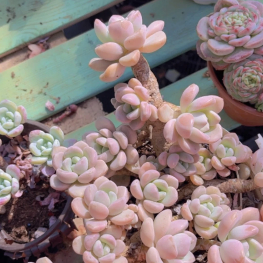 【闪购商品】白鹭1971