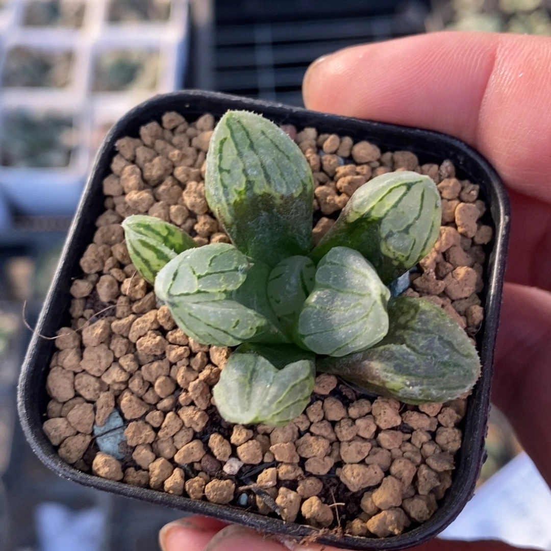 306 一颗裹杂 魔界 高货 新年福利