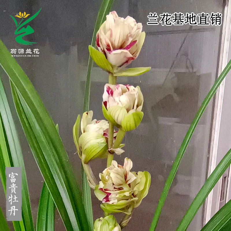 翁源兰花苗高端老种秋榜富贵牡丹开花浓香型新手好养室内绿植盆栽