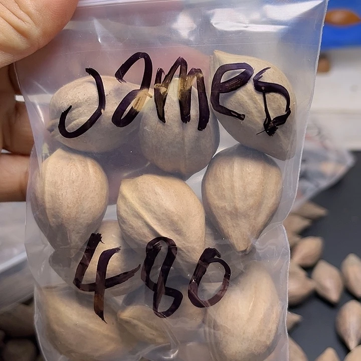 J***s手串/手链橄榄核1111