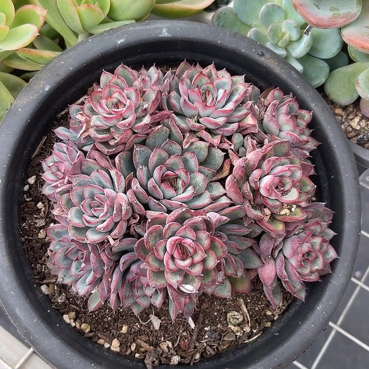 两单包邮，一物一拍，荷花