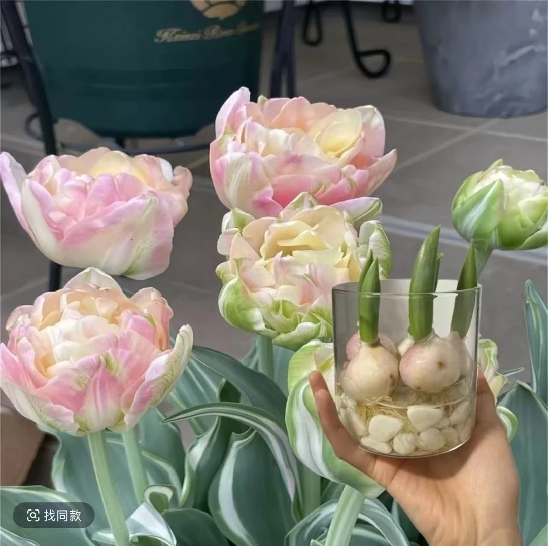 种植郁金香种球水培植物土培荷兰种子盆栽五度球进口水培耐寒阳台