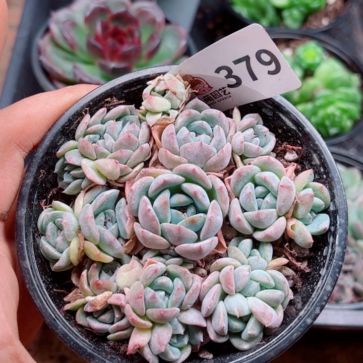 多肉植物多肉植物
