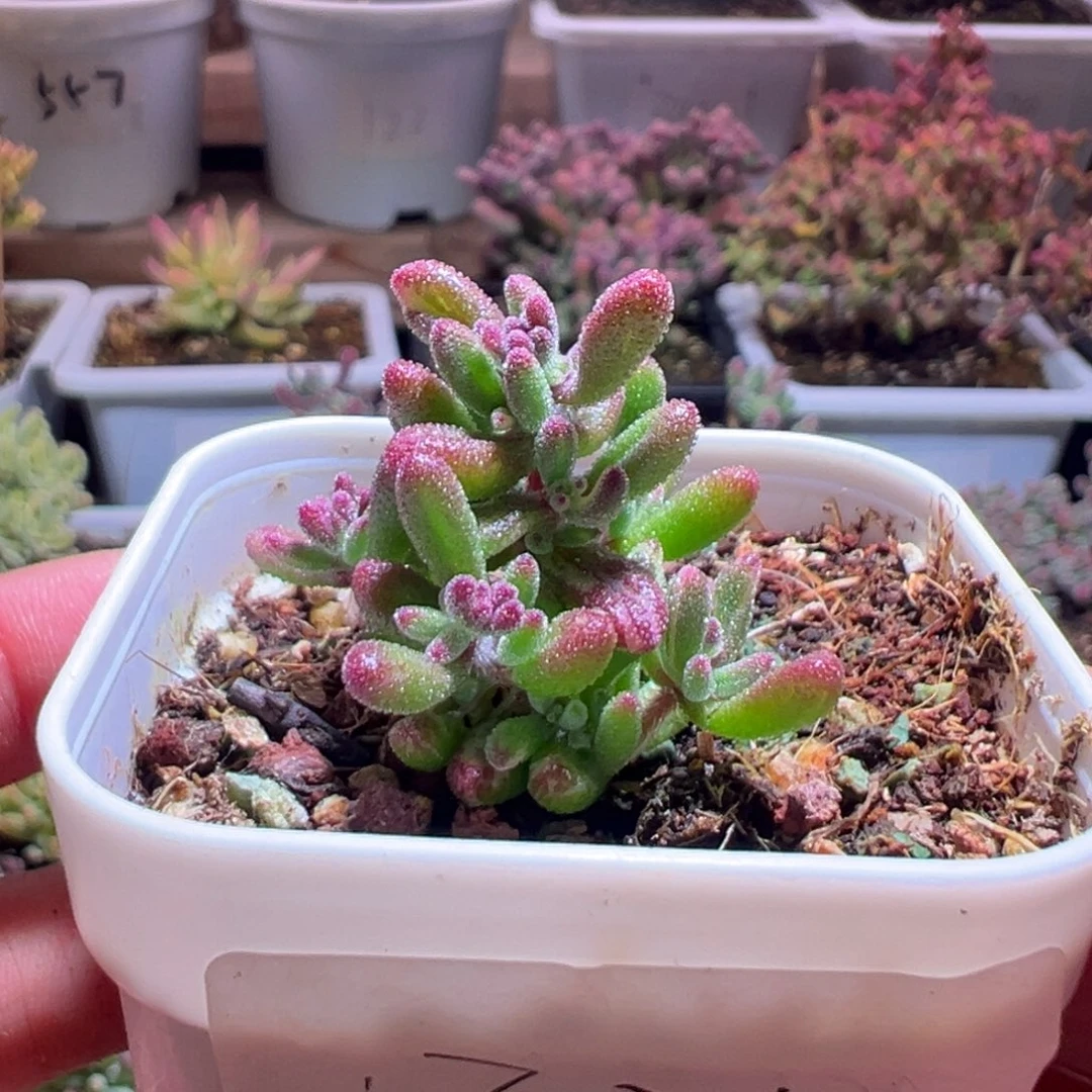 321红宝石锦一物一拍包开箱