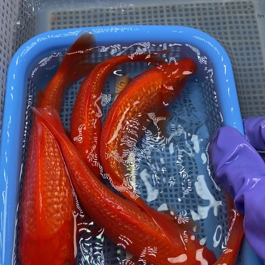 锦鲤冷水锦鲤包邮5