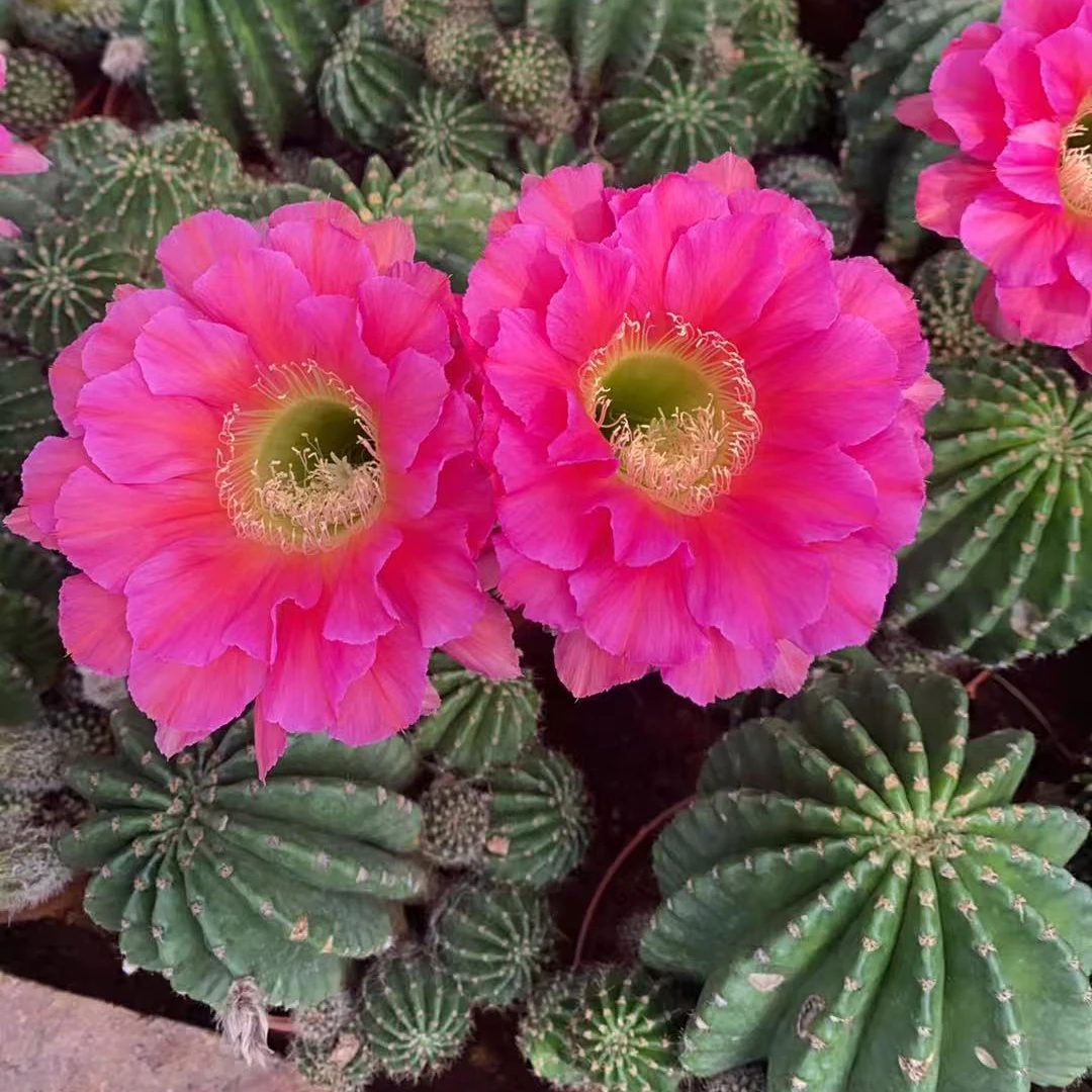 浓桃筋带小崽仙人球开大花美观室内阳台植物花卉包邮