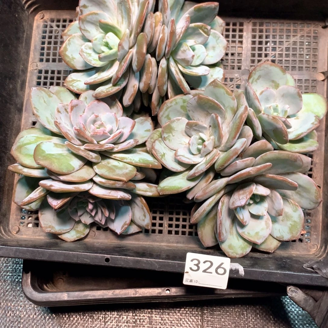 #326 不拍冷链不售后。