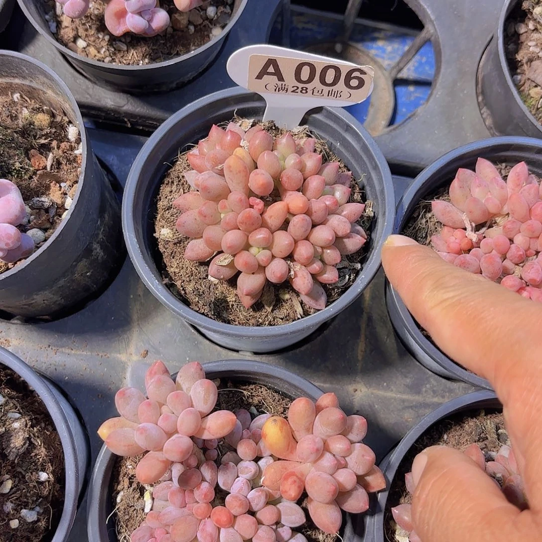 A006仙子奶酪一物一拍