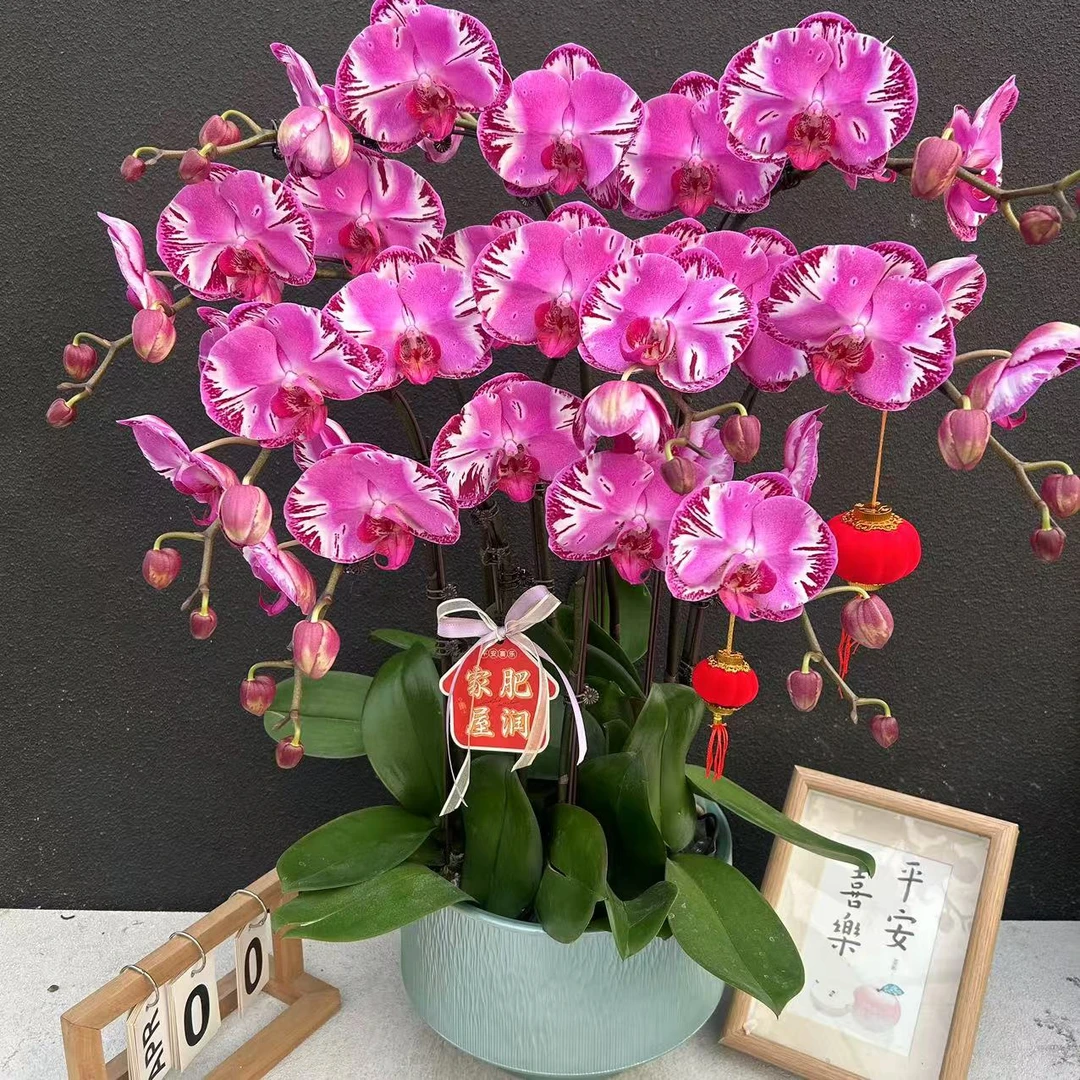 《藏宝图变异》蝴蝶兰  鲜花室内长花期高端花卉