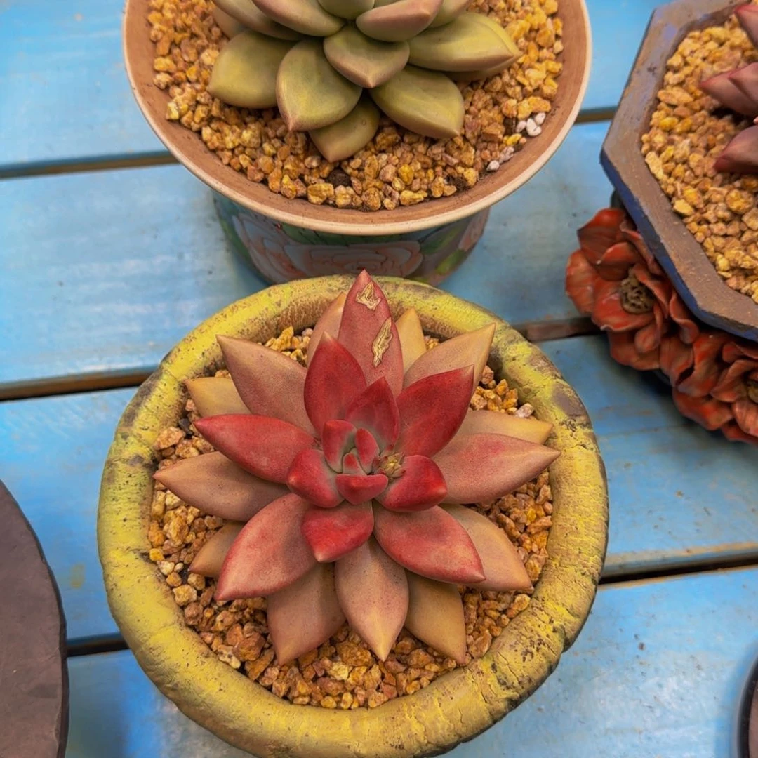 小*?两个赫本露丝寄养