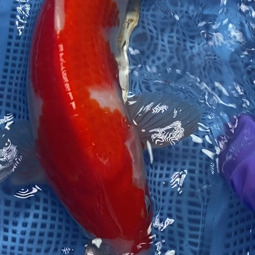 锦鲤冷水锦鲤包邮