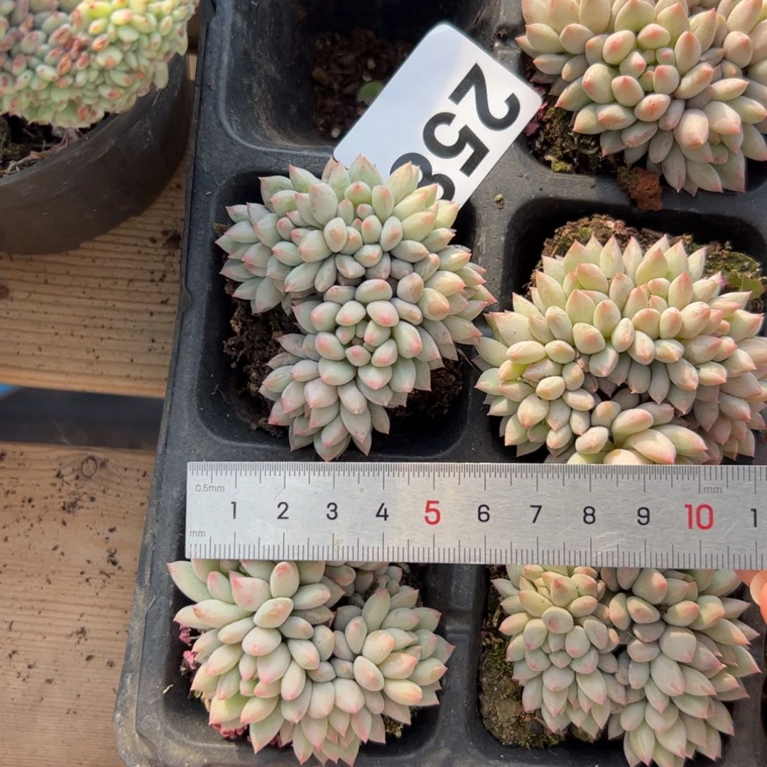 小*嗝258 多肉植物组合盆栽