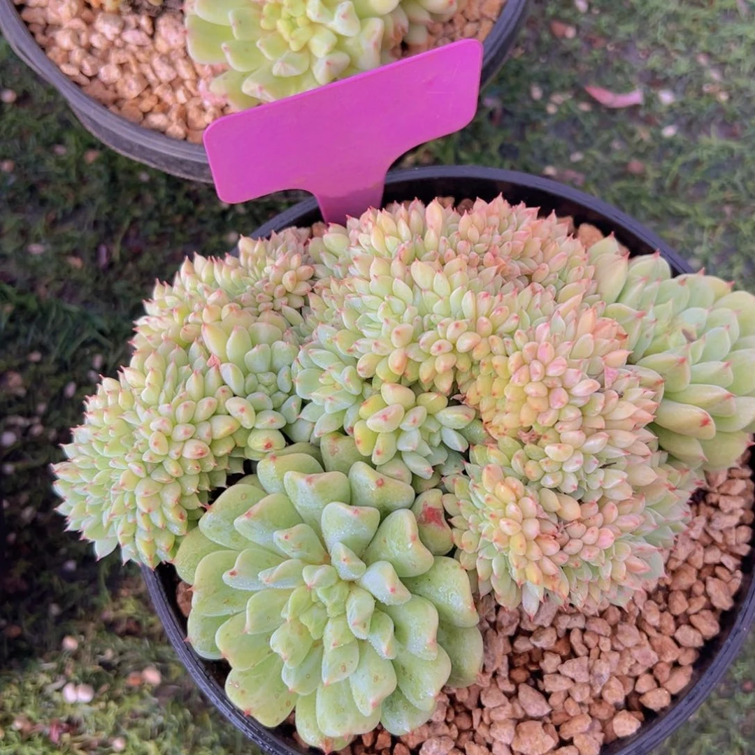 香玉的故事是一个人的故事吗