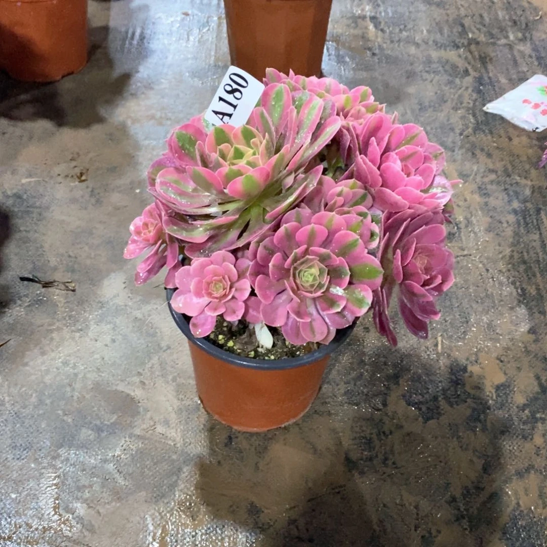 嫩桩香妃180多肉法师