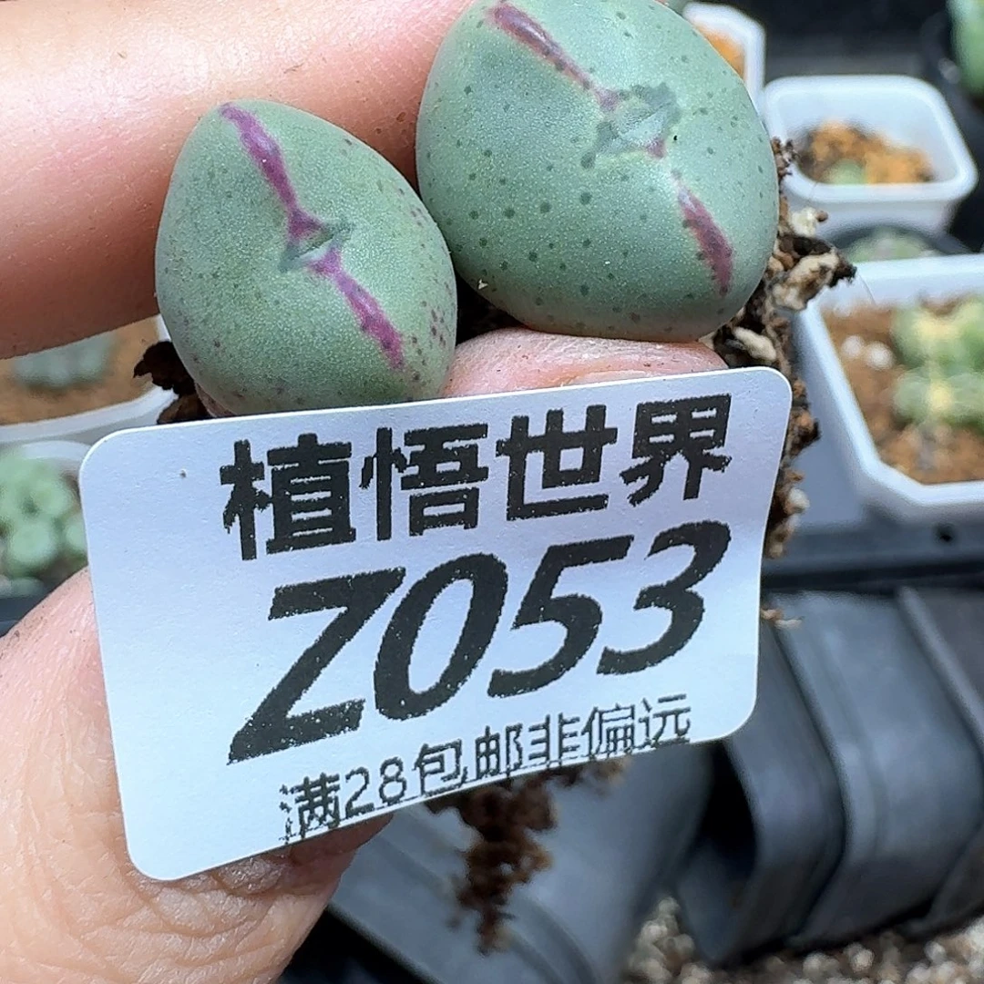 多肉植物的是fgbbn