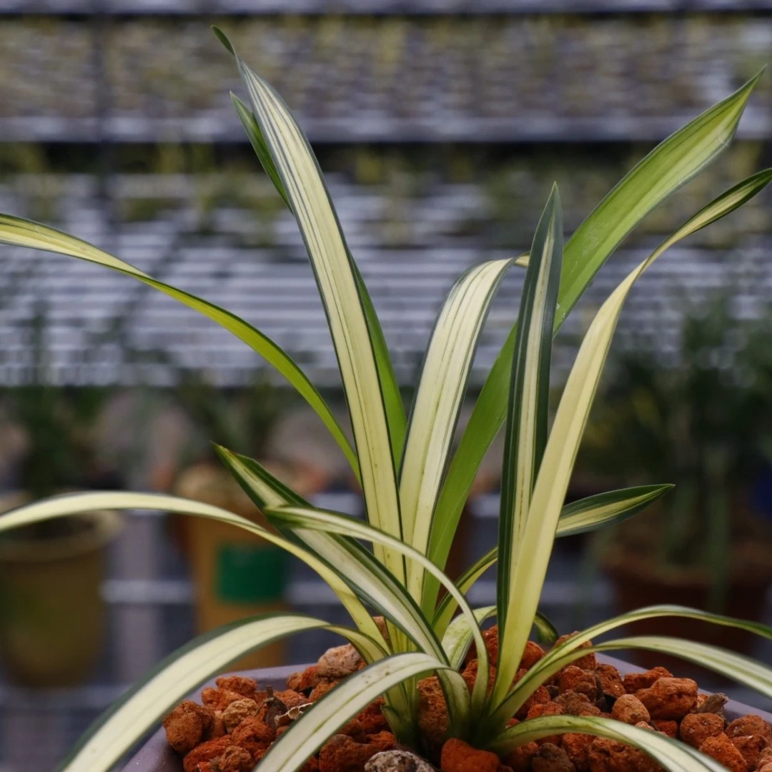 秋芝中透兰花稀有绿帽高端客厅室内阳台