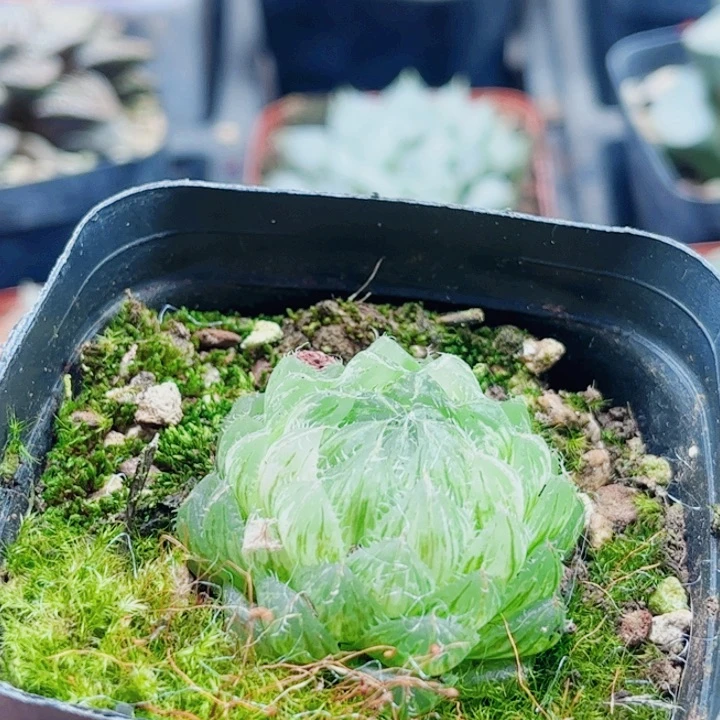 十二卷 翠云冰灯锦