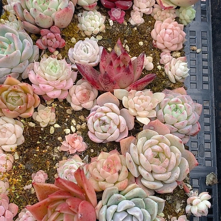 306 多肉植物盆栽花卉植物
