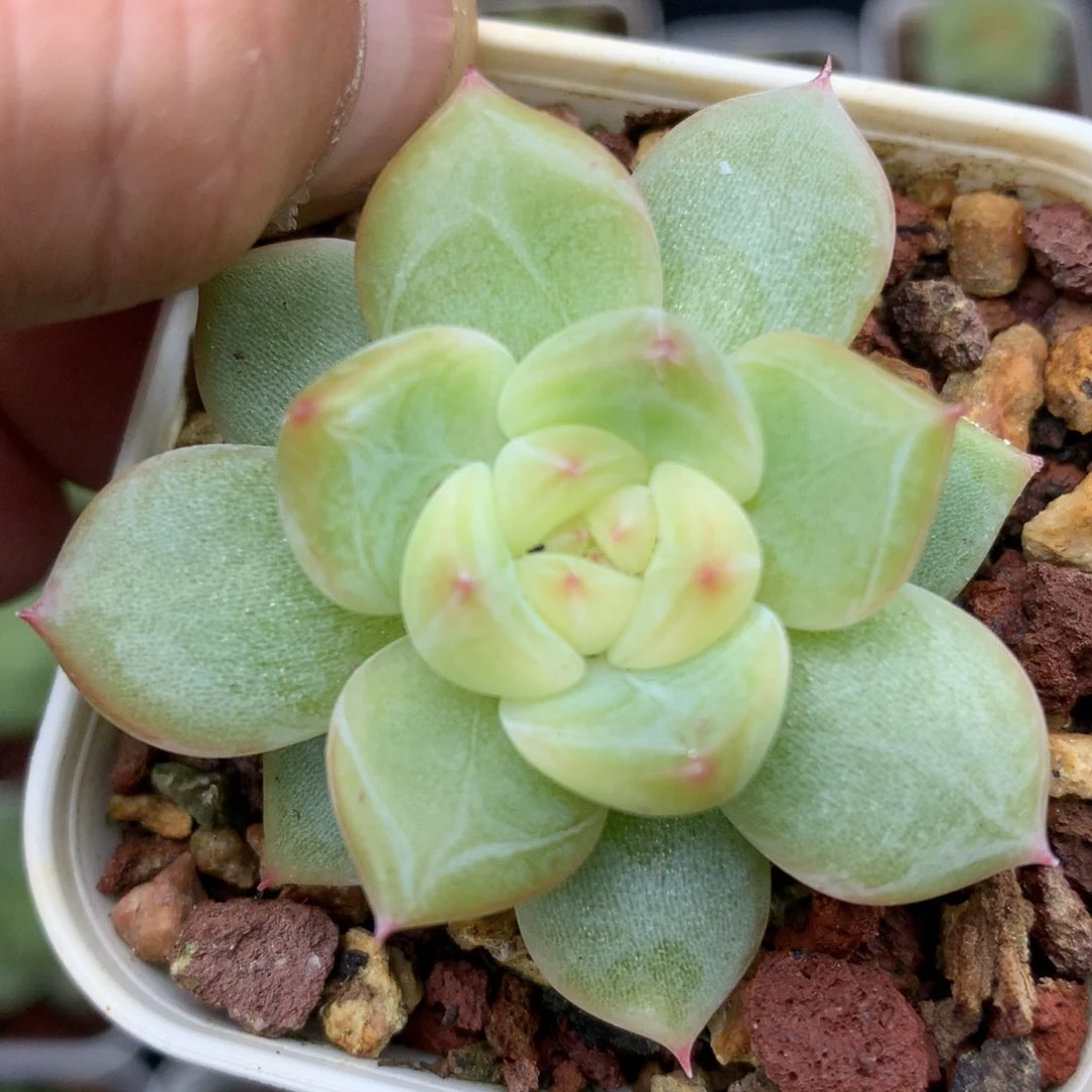 0630-288 珍妮优选