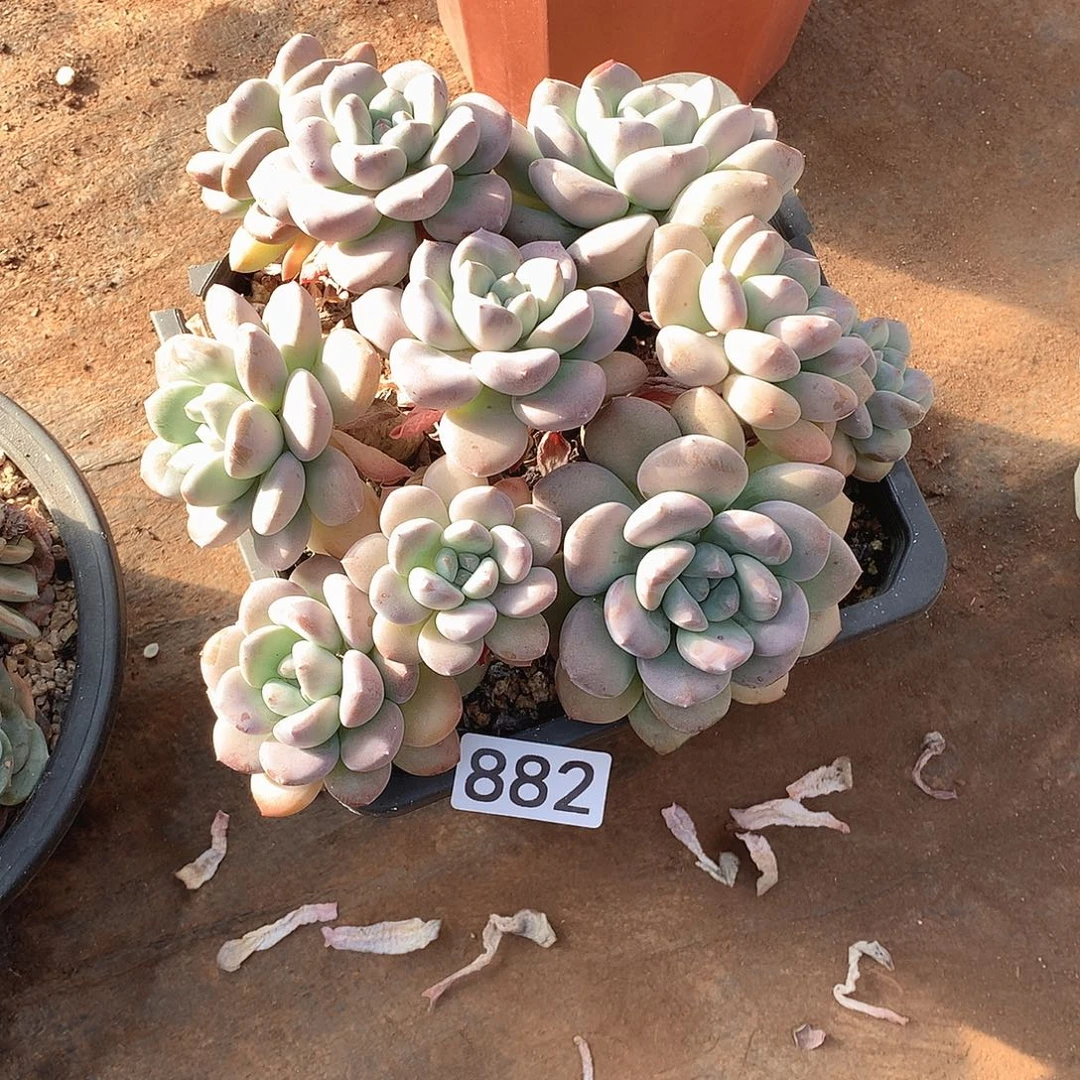 882白鹭一物一拍多肉