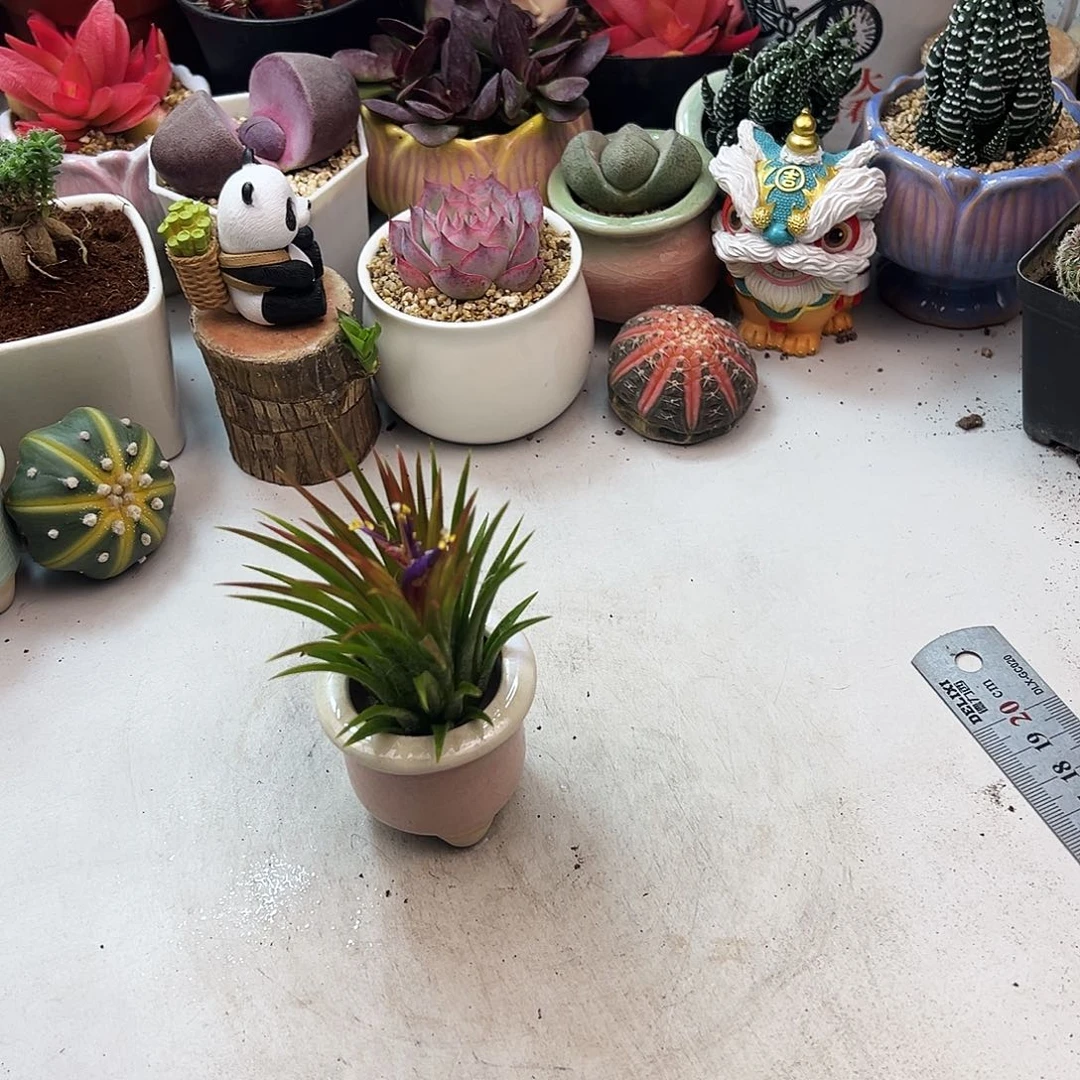 无土绿精灵多肉植物