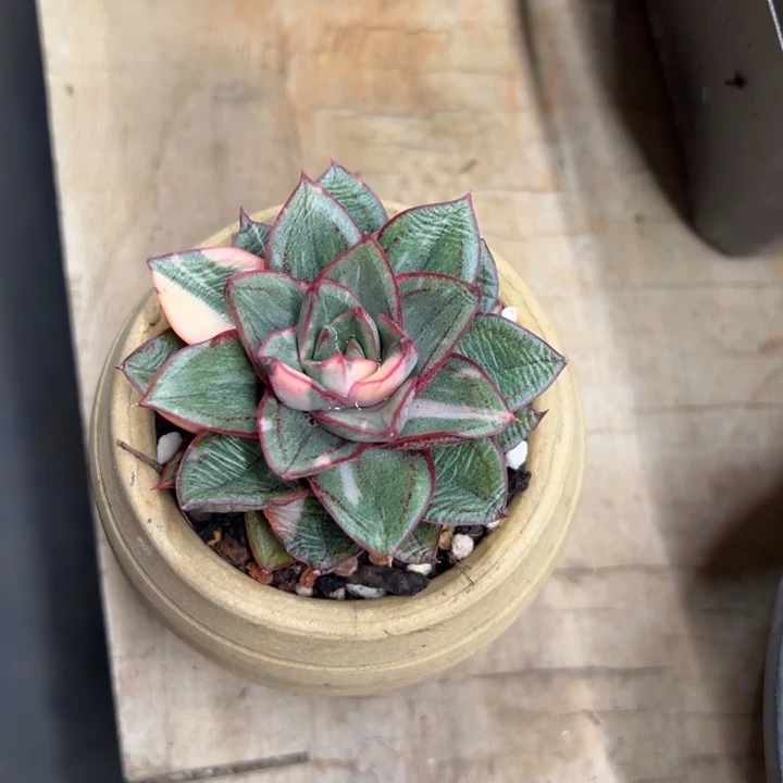 麒麟座锦 夏鸣园艺