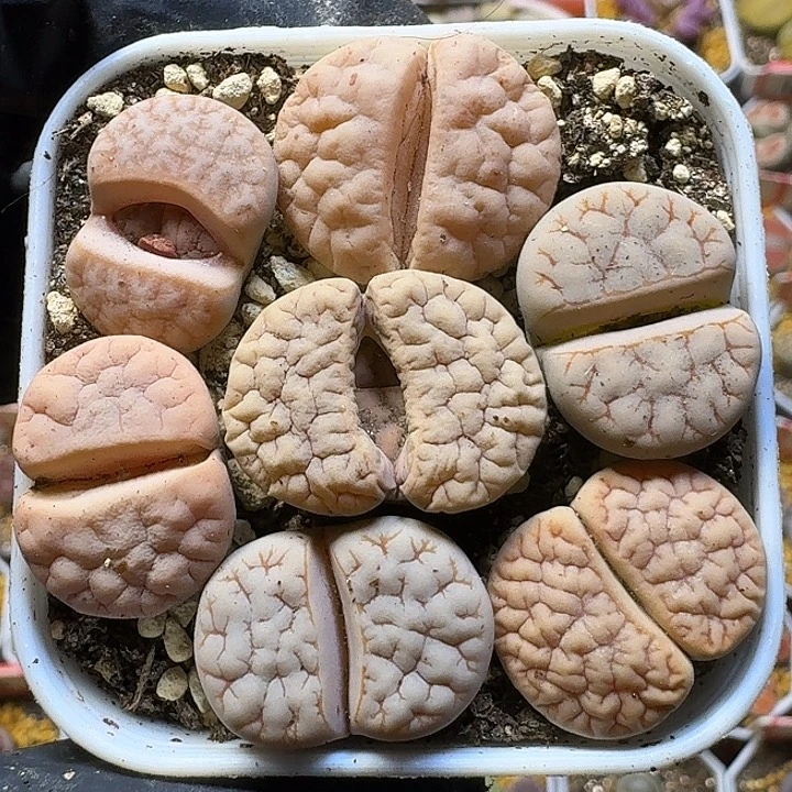 111112生石花。   211