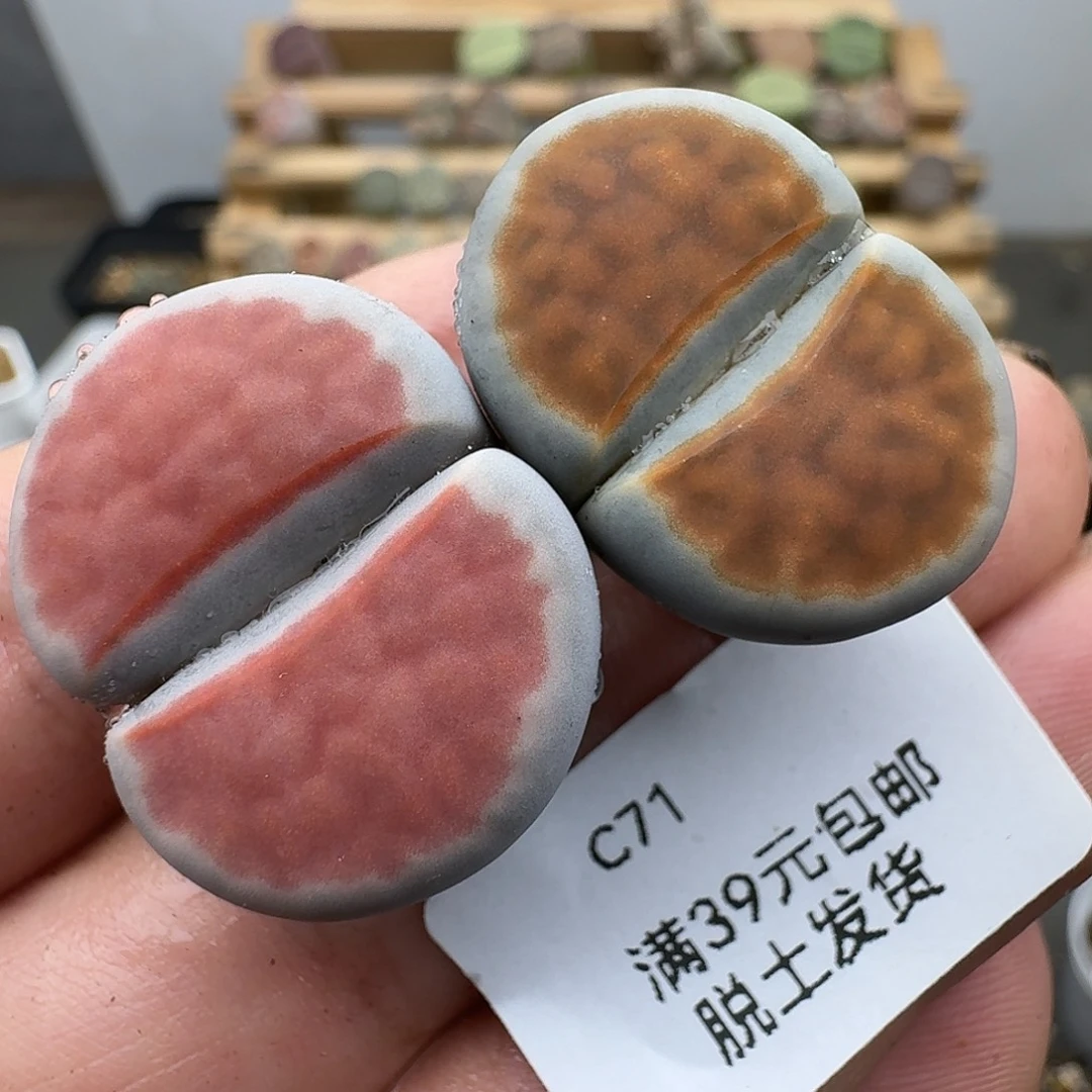 *****71多肉哈哈哈哈哈哈