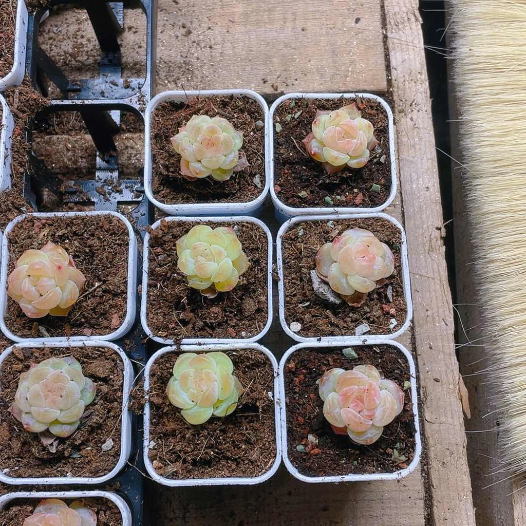 黄幽兰穴一个满25包邮