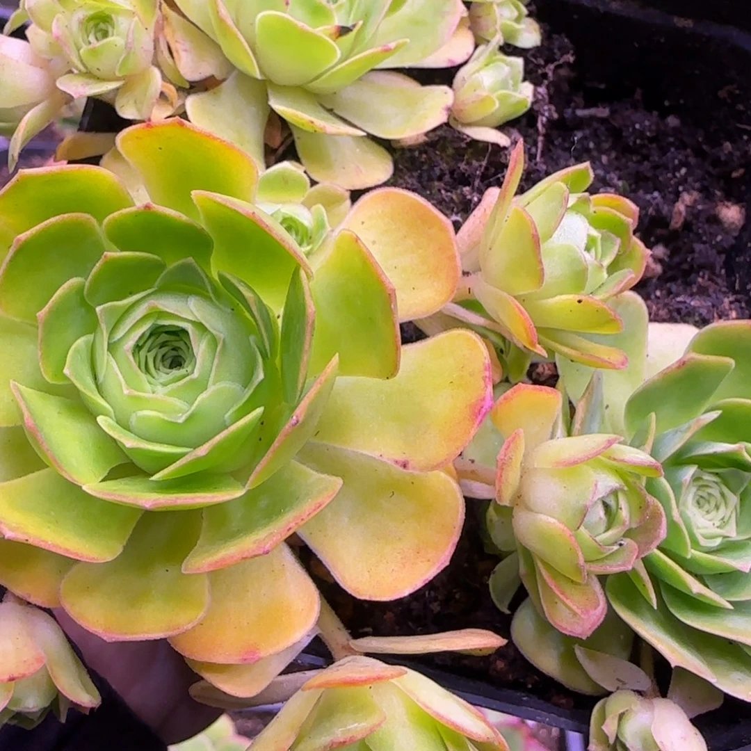 青*7厘米单头带4侧芽玫瑰1424242