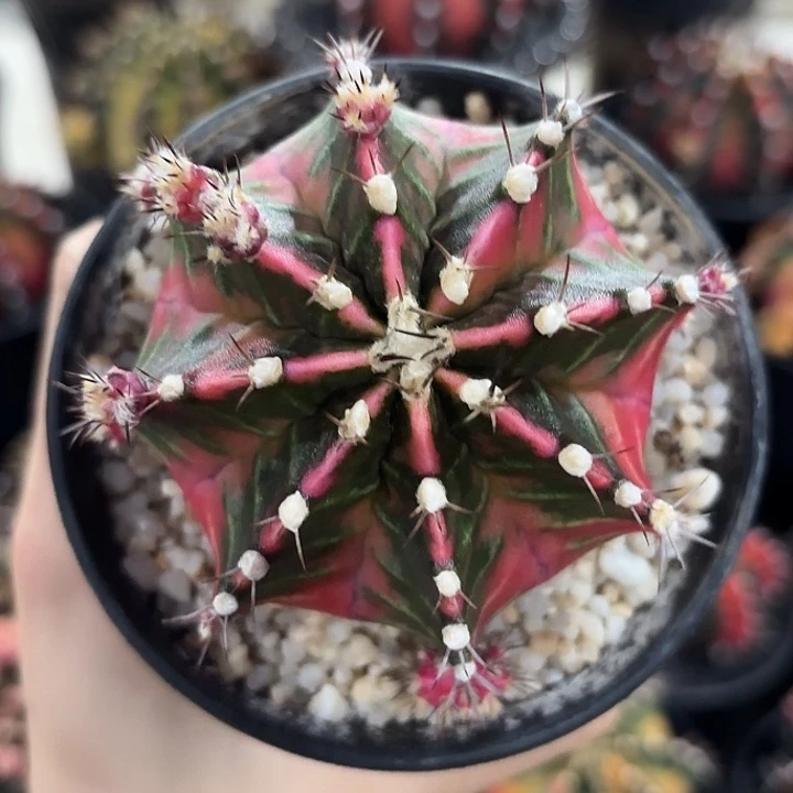 泰国米哈133-0102