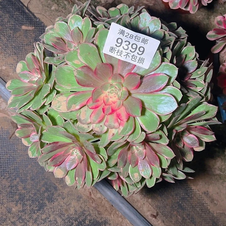 9399莲花座多肉植物