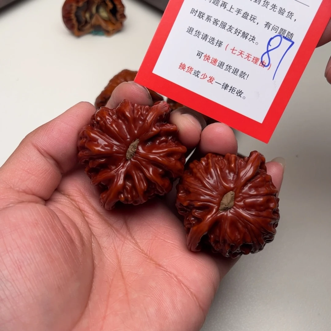 －***345尺。       白狮子