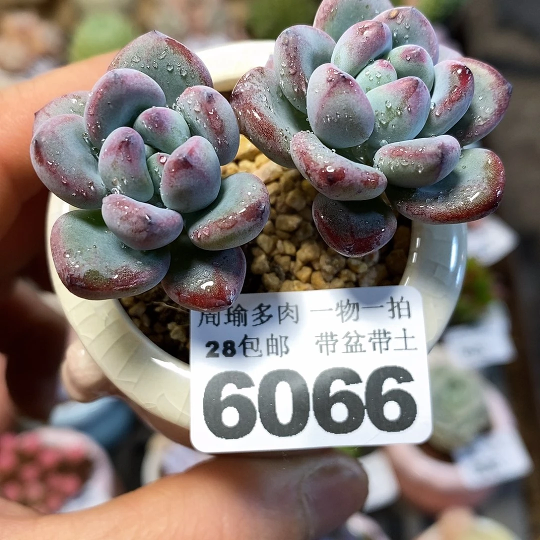 精控多肉植物6066