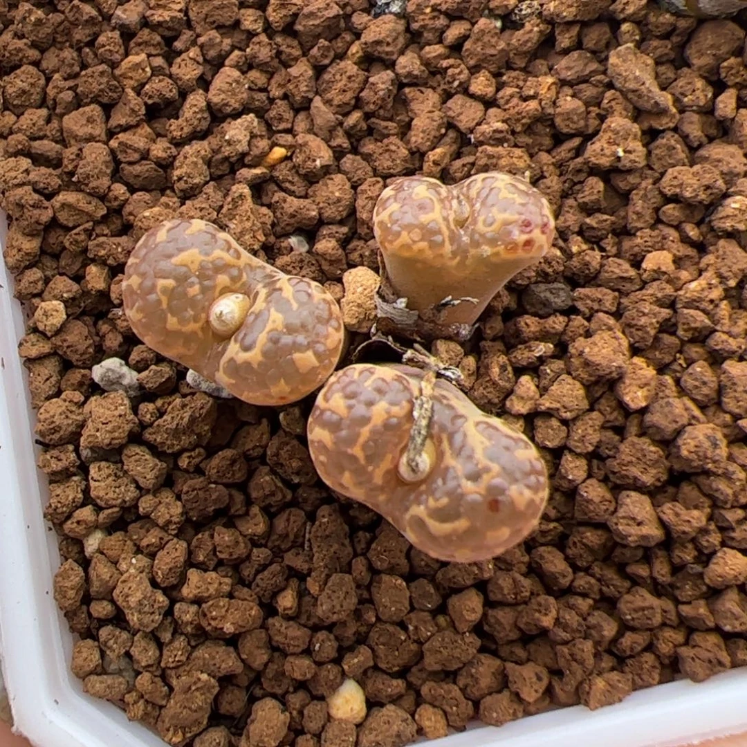 0126号泡泡勋章 多肉植物